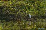 Aigrette garzette